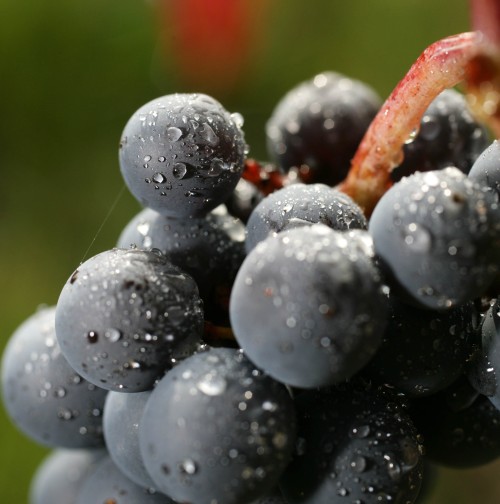 beaujolaistrauben taufrisch - Foto: boujolais.com